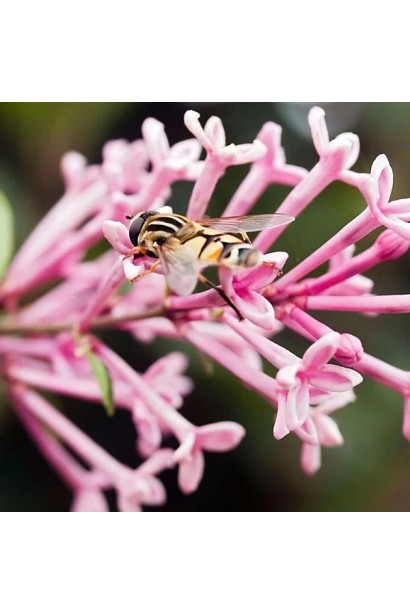 Syringa meyeri Flowerfesta® Pink квітка